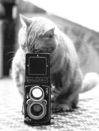 Katze und Rolleiflex